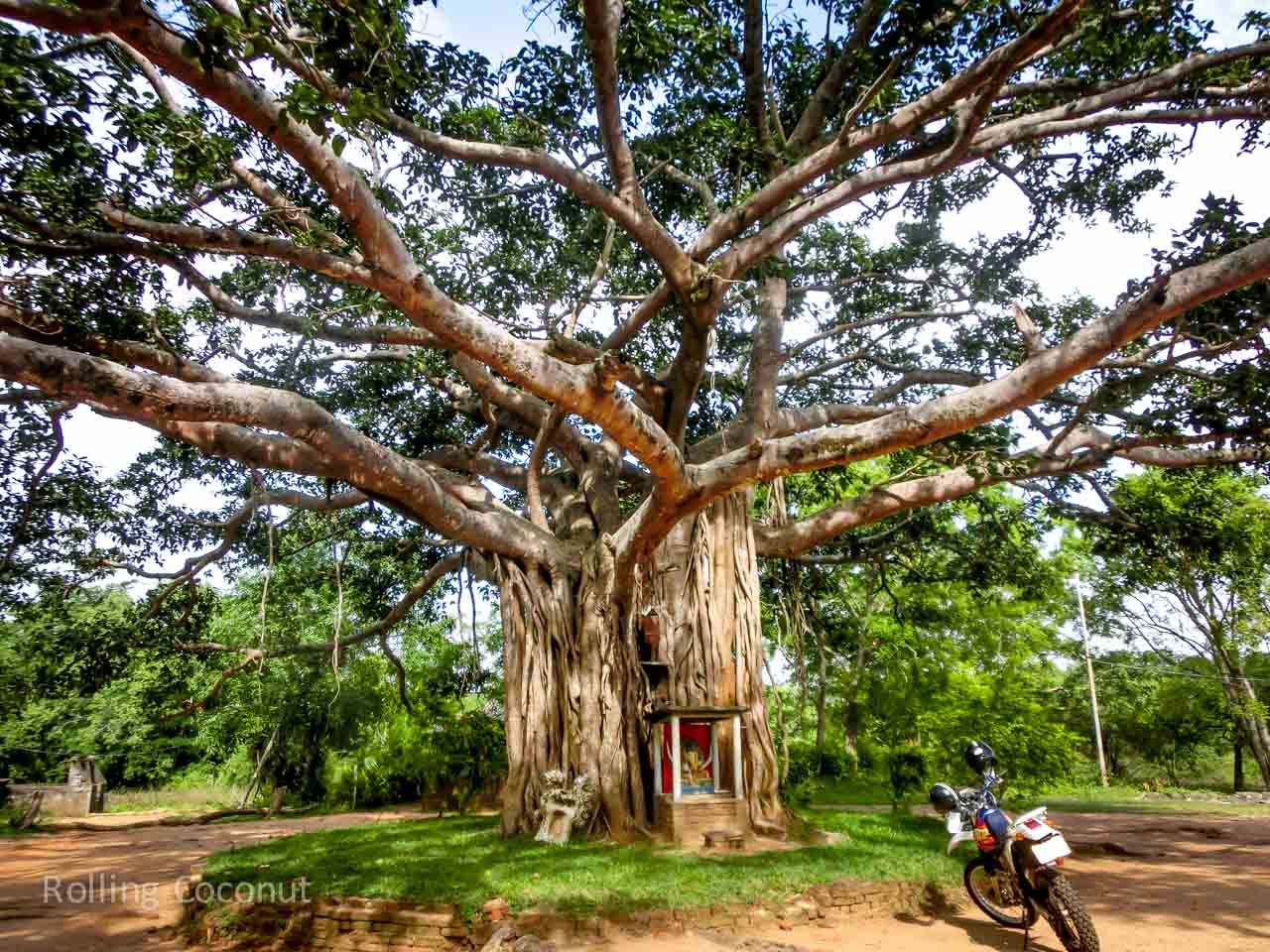 Sigiriya Sri Lanka itinerary Bodhi Tree ooaworld Rolling Coconut